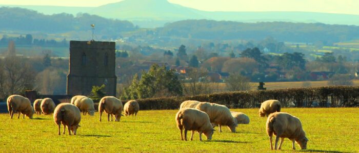 meadow-field-sheep-englishcountryside